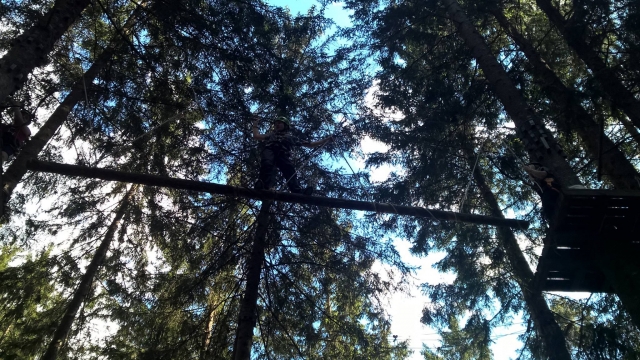  Entre un árbol y otro 